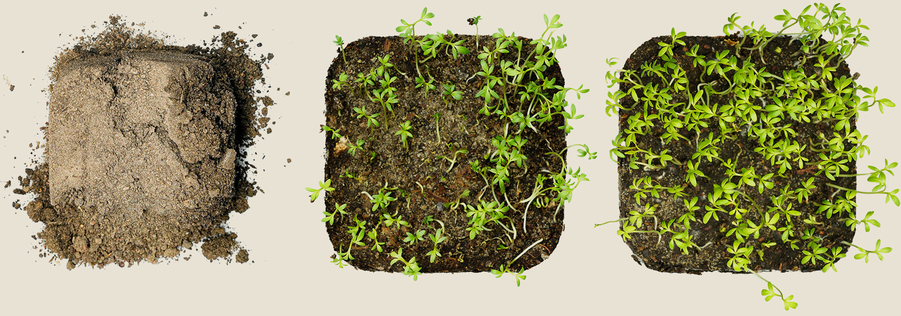 Plant and soil test with Loomyco