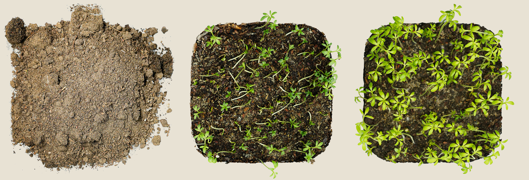 Plant and soil test without Loomyco