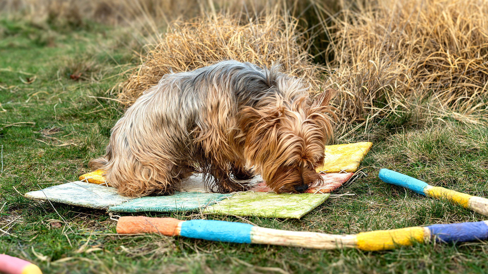 Spoor prototype used by a dog